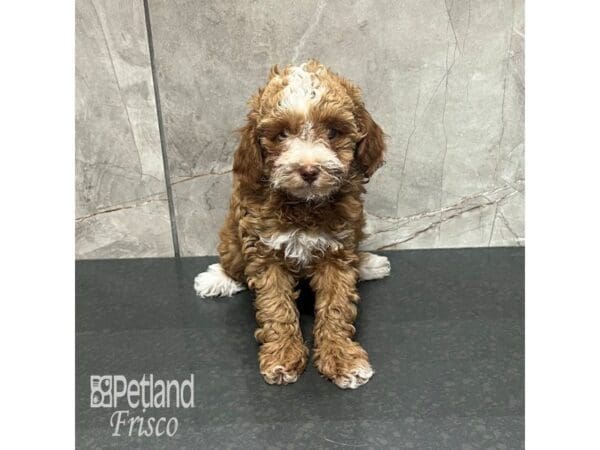 [#31938] Red Abstract Female Miniature Poodle Puppies For Sale