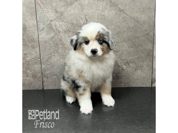 Miniature American Shepherd-Dog-Female-Blue Merle-31944-Petland Frisco & Mckinney, Texas
