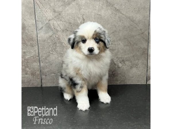 Miniature American Shepherd Dog Female Blue Merle 31944 Petland Frisco, Texas