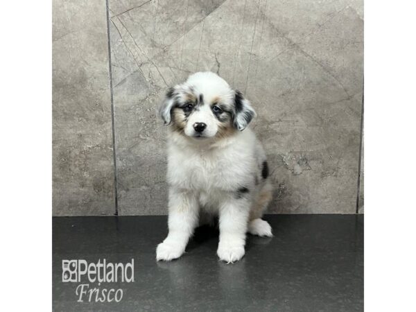 [#31945] Blue Merle Female Miniature American Shepherd Puppies For Sale