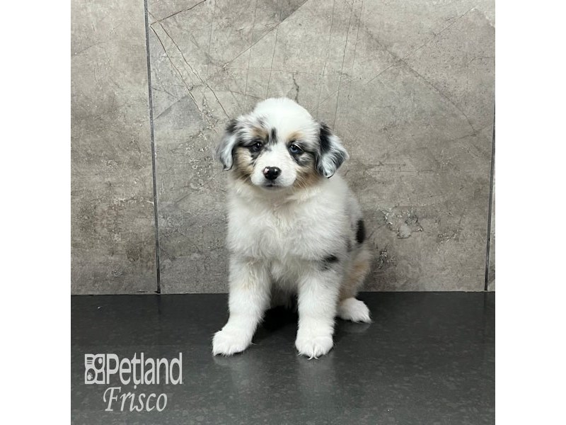 Miniature American Shepherd - 31945 Image #1