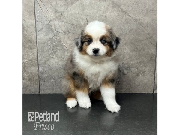 Miniature American Shepherd Dog Male Blue Merle 31941 Petland Frisco, Texas