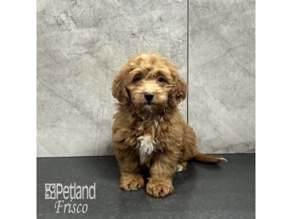 Goldendoodle Mini F1b-Dog-Male-Red-31947-Petland Frisco & Mckinney, Texas