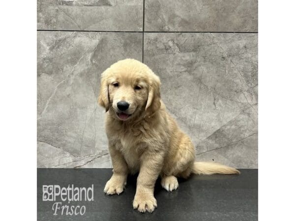 [#31950] Golden Female Golden Retriever Puppies For Sale