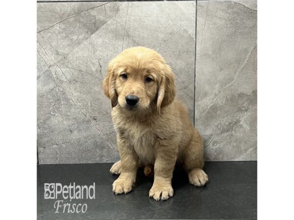 [#31951] Golden Female Golden Retriever Puppies For Sale