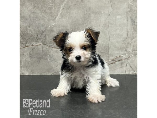Yorkshire Terrier-Dog-Female-Black White / Tan-31952-Petland Frisco & Mckinney, Texas