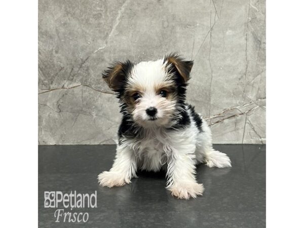 Yorkshire Terrier Dog Female Black White / Tan 31952 Petland Frisco, Texas