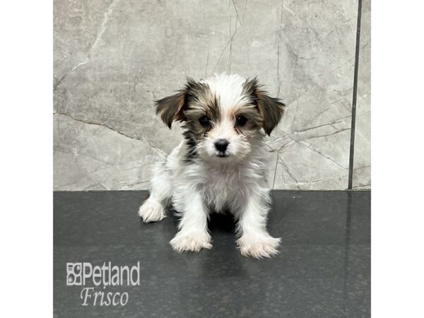 Yorkshire Terrier Dog Female Sable 31953 Petland Frisco, Texas