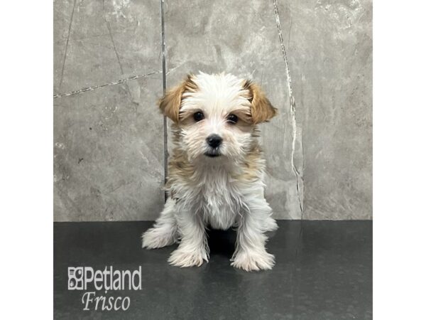 Yorkshire Terrier-Dog-Female-Black White / Tan-31954-Petland Frisco & Mckinney, Texas