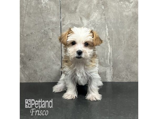 Yorkshire Terrier Dog Female Black White / Tan 31954 Petland Frisco, Texas