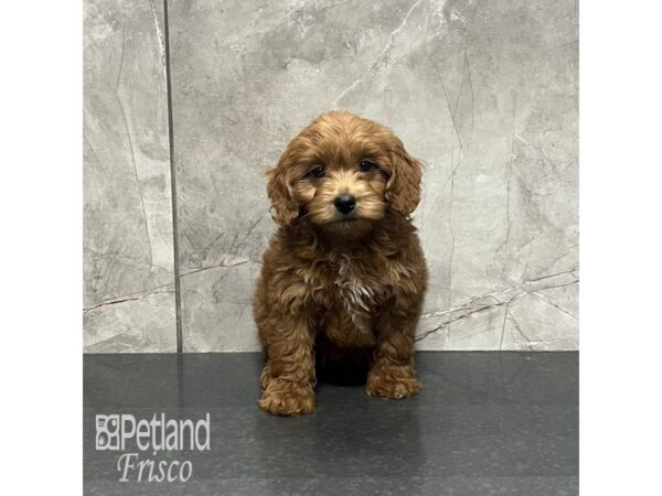 Goldendoodle Mini 2nd Gen-Dog-Male-Apricot-31956-Petland Frisco & Mckinney, Texas