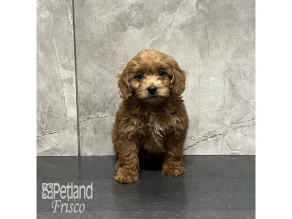 Goldendoodle Mini 2nd Gen-Dog-Male-Apricot-31956-Petland Frisco, Texas