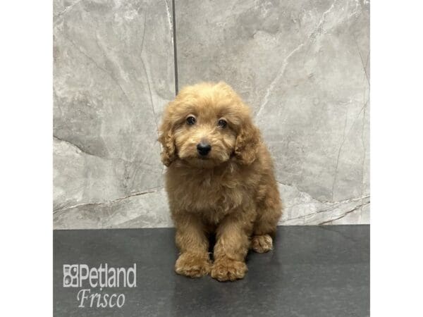 [#31957] Apricot Male Goldendoodle Mini 2nd Gen Puppies For Sale