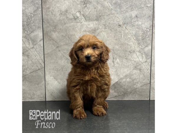 Goldendoodle Mini 2nd Gen-Dog-Male-Apricot-31958-Petland Frisco & Mckinney, Texas