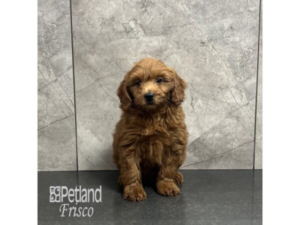 Goldendoodle Mini 2nd Gen-Dog-Male-Apricot-31958-Petland Frisco, Texas