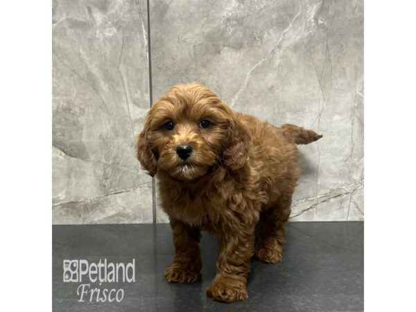 Goldendoodle Mini 2nd Gen Dog Male Apricot 31959 Petland Frisco, Texas