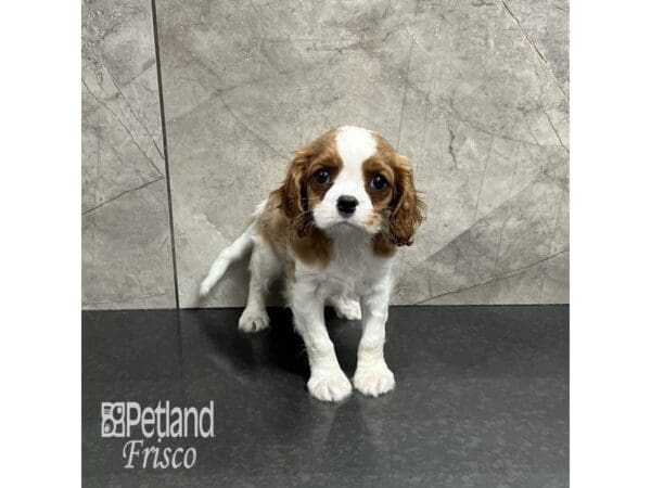 [#31961] Blenheim Male Cavalier King Charles Spaniel Puppies For Sale