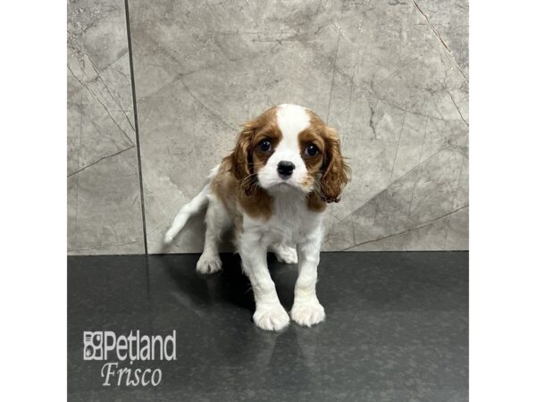 Cavalier King Charles Spaniel-Dog-Male-Blenheim-31961-Petland Frisco & Mckinney, Texas