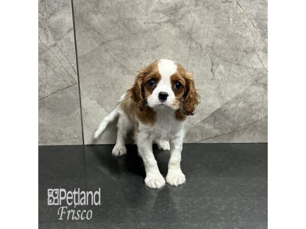 Cavalier King Charles Spaniel Dog Male Blenheim 31961 Petland Frisco, Texas