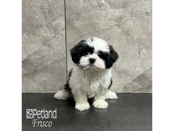 Lhatzu-Dog-Female-Liver / White-31962-Petland Frisco & Mckinney, Texas