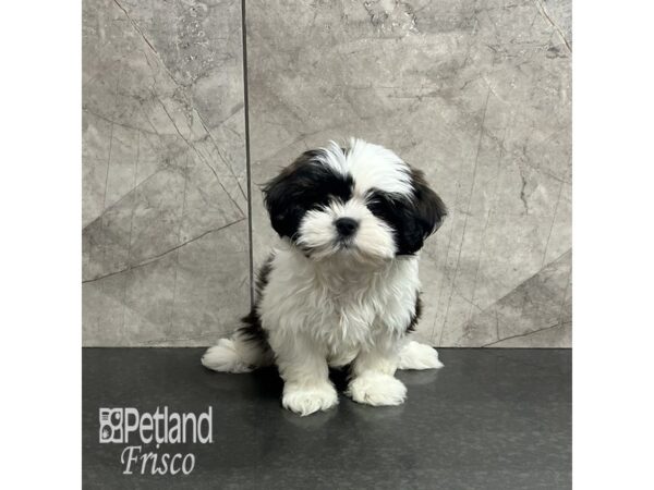 Lhatzu Dog Female Liver / White 31962 Petland Frisco, Texas