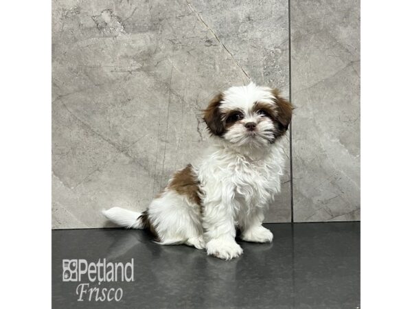 Lhatzu-Dog-Female-Gold / White-31963-Petland Frisco & Mckinney, Texas