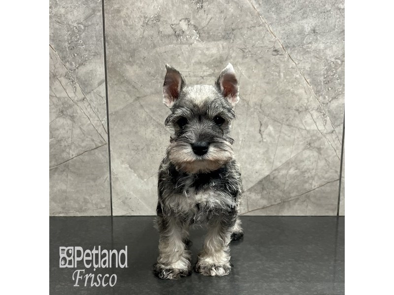 Can You Play With The Dogs At Petland