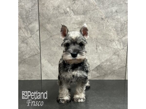 [#31964] Salt / Pepper Male Miniature Schnauzer Puppies For Sale