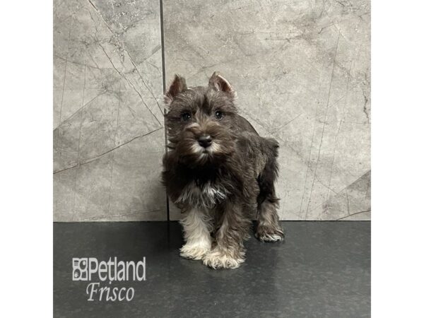 Miniature Schnauzer-Dog-Female-Liver Pepper-31967-Petland Frisco, Texas