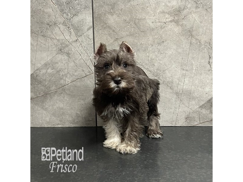 Miniature Schnauzer Dog Female Liver Pepper 31967