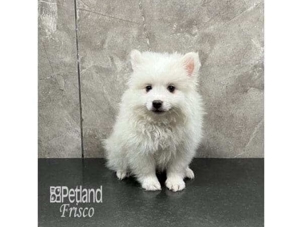 American Eskimo-Dog-Male-White-31968-Petland Frisco, Texas