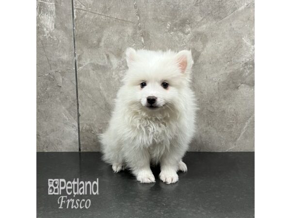 American Eskimo Dog Male White 31968 Petland Frisco, Texas