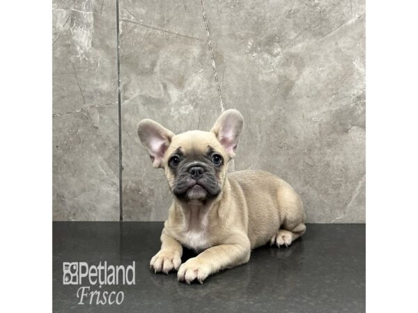 French Bulldog-Dog-Male-Blue Fawn-31969-Petland Frisco & Mckinney, Texas
