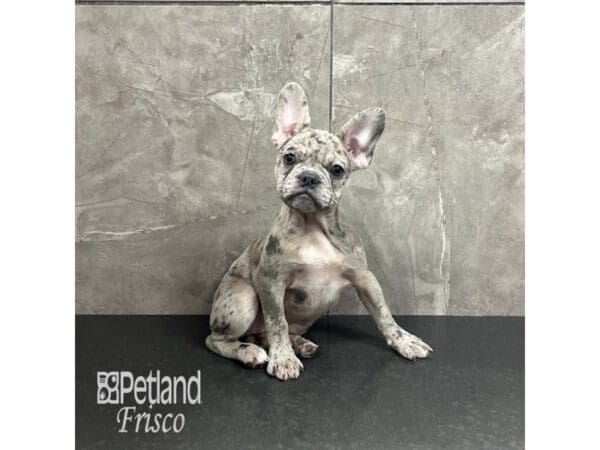 French Bulldog-Dog-Female-Blue Merle-31970-Petland Frisco, Texas