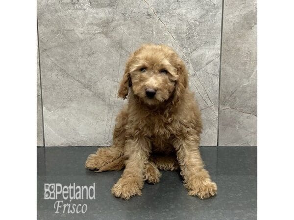 [#31946] Red Female Goldendoodle Mini F1b Puppies For Sale