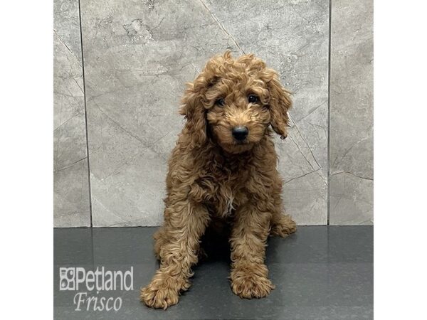 Goldendoodle Mini F1b-Dog-Male-Apricot-31948-Petland Frisco & Mckinney, Texas