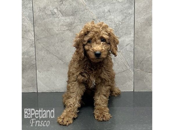 Goldendoodle Mini F1b Dog Male Apricot 31948 Petland Frisco, Texas