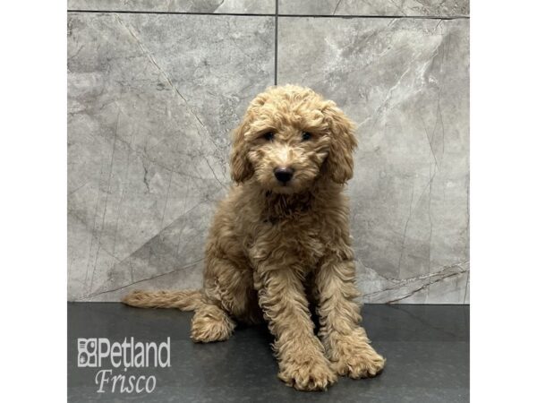 Goldendoodle Mini F1b Dog Female Red 31949 Petland Frisco, Texas