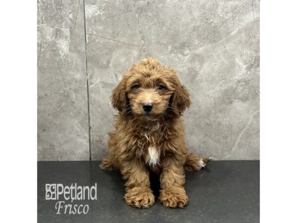 [#31960] Apricot Male Goldendoodle Mini Puppies For Sale
