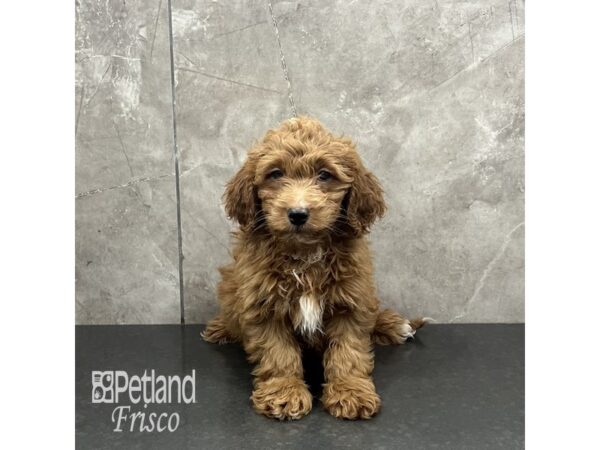 Goldendoodle Mini-Dog-Male-Apricot-31960-Petland Frisco & Mckinney, Texas