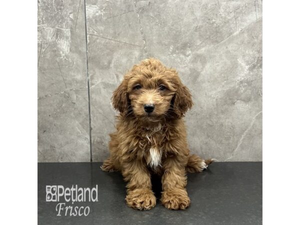 Goldendoodle Mini-Dog-Male-Apricot-31960-Petland Frisco, Texas