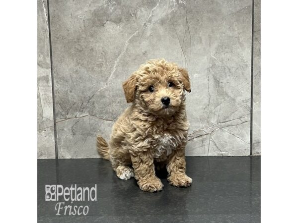 Bichapoo-Dog-Female-Apricot-31971-Petland Frisco & Mckinney, Texas