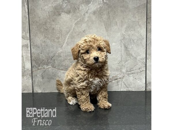 Bichapoo Dog Female Apricot 31971 Petland Frisco, Texas