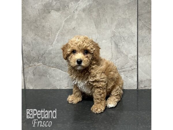 Bichapoo Dog Female Apricot 31972 Petland Frisco, Texas