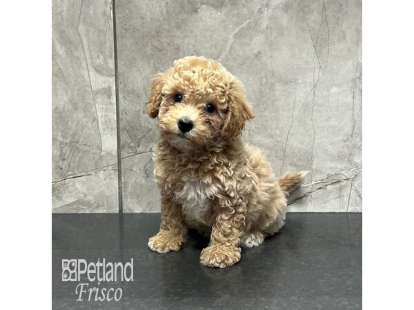 Bichapoo-Dog-Female-Apricot-31973-Petland Frisco & Mckinney, Texas