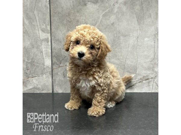 Bichapoo Dog Female Apricot 31973 Petland Frisco, Texas