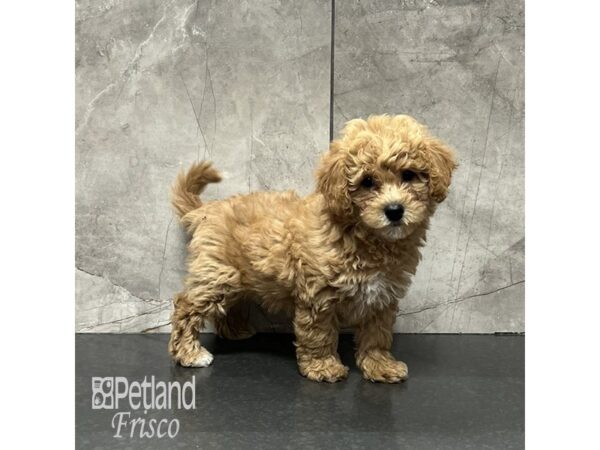 Bichapoo-Dog-Female-Apricot-31974-Petland Frisco & Mckinney, Texas