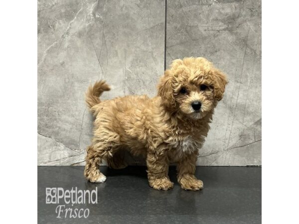 Bichapoo-Dog-Female-Apricot-31974-Petland Frisco, Texas