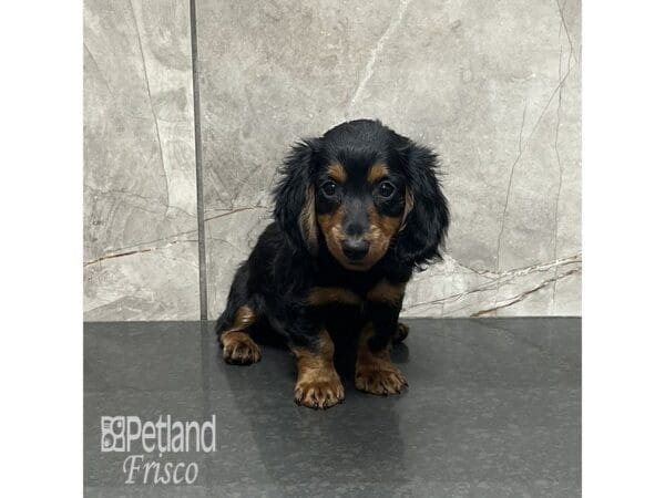 Miniature Dachshund Dog Male Black / Tan 31975 Petland Frisco, Texas