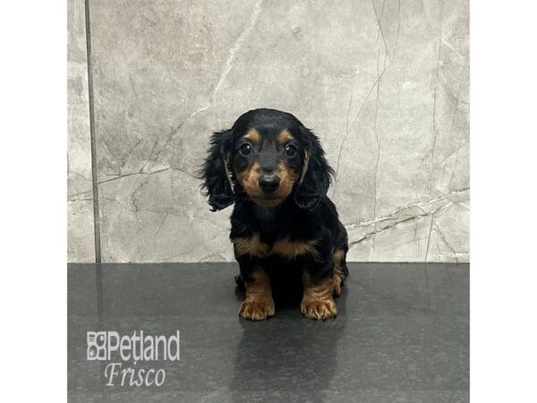 Miniature Dachshund Dog Female Black / Tan 31976 Petland Frisco, Texas